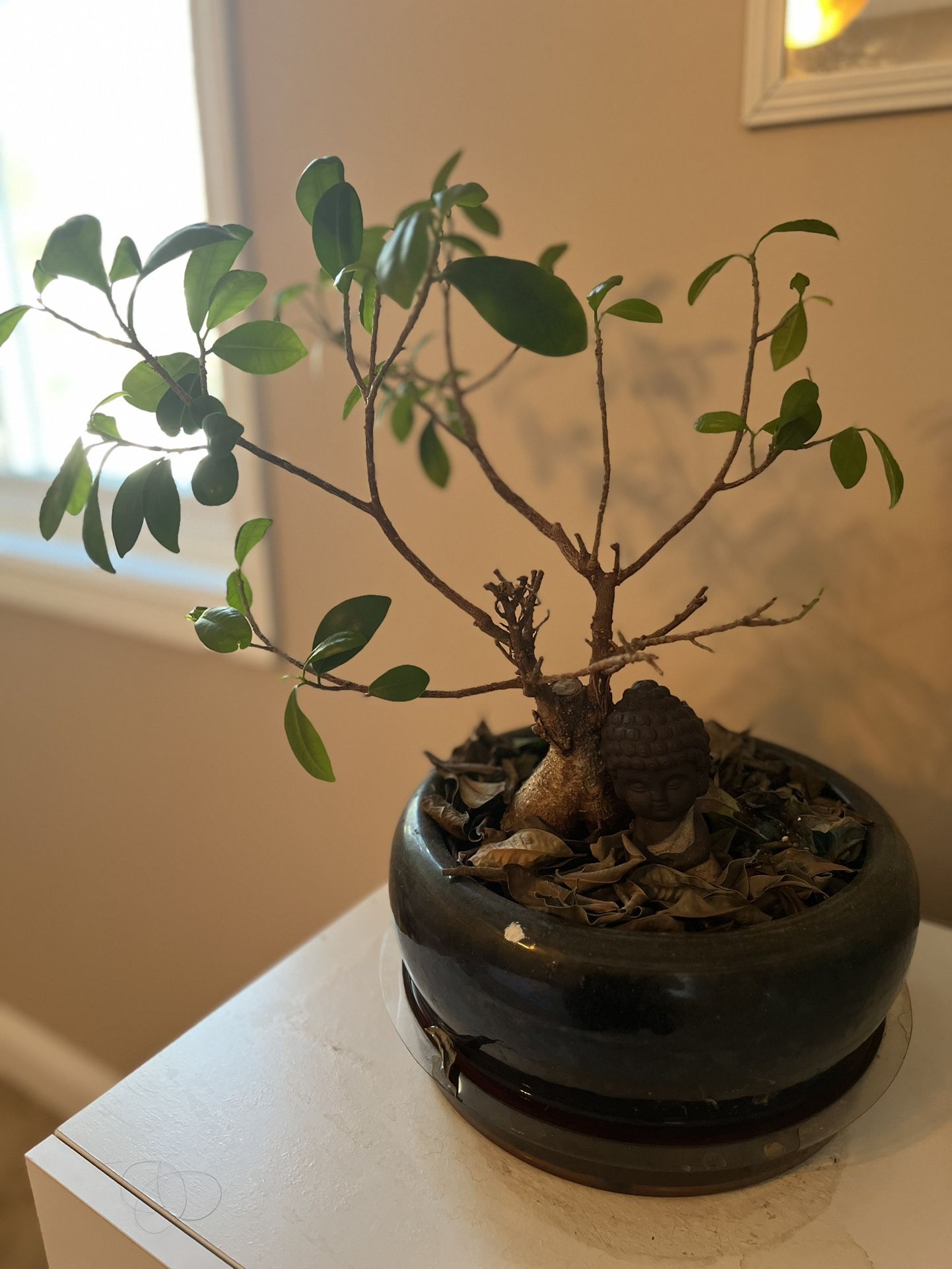 Bonsai 
