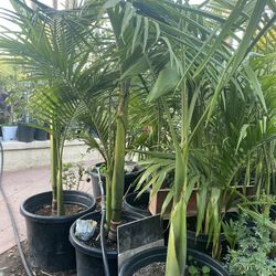 Beautiful King Palms $$75 Each
