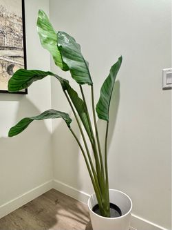 Artificial plant 62 inches tall (White pot included)
