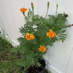 Mexican Orange Marigolds Plant With Flower