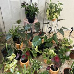 PLANTS Live Houseplants LARGE SELECTION Tropical Indoor Home Decor - 10 each