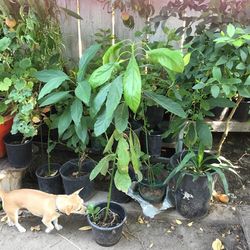 Avacado Trees, Palm  And Other Plants 