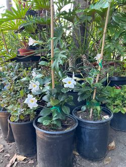 Mandevila plant