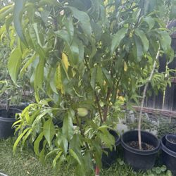 Durazno Blanco