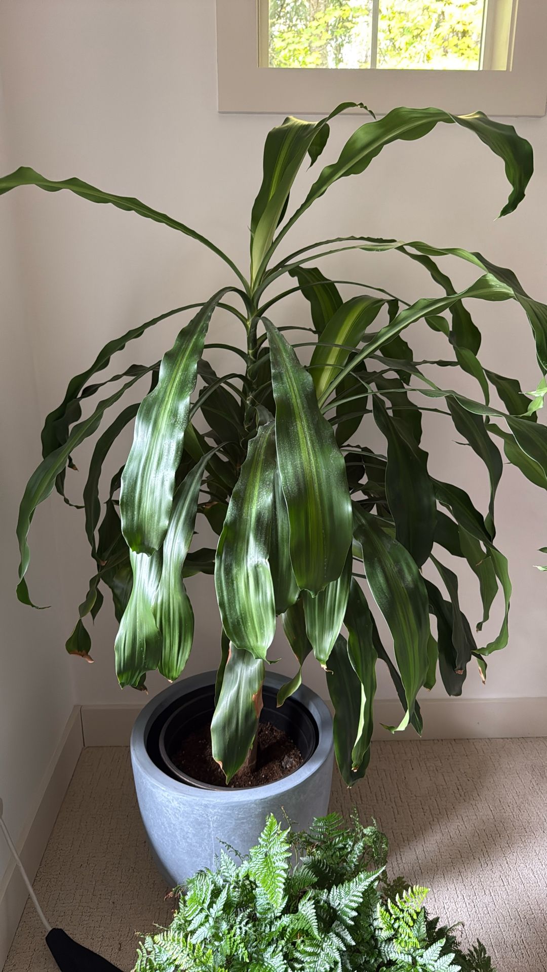 Corn Plant Indoor Plant