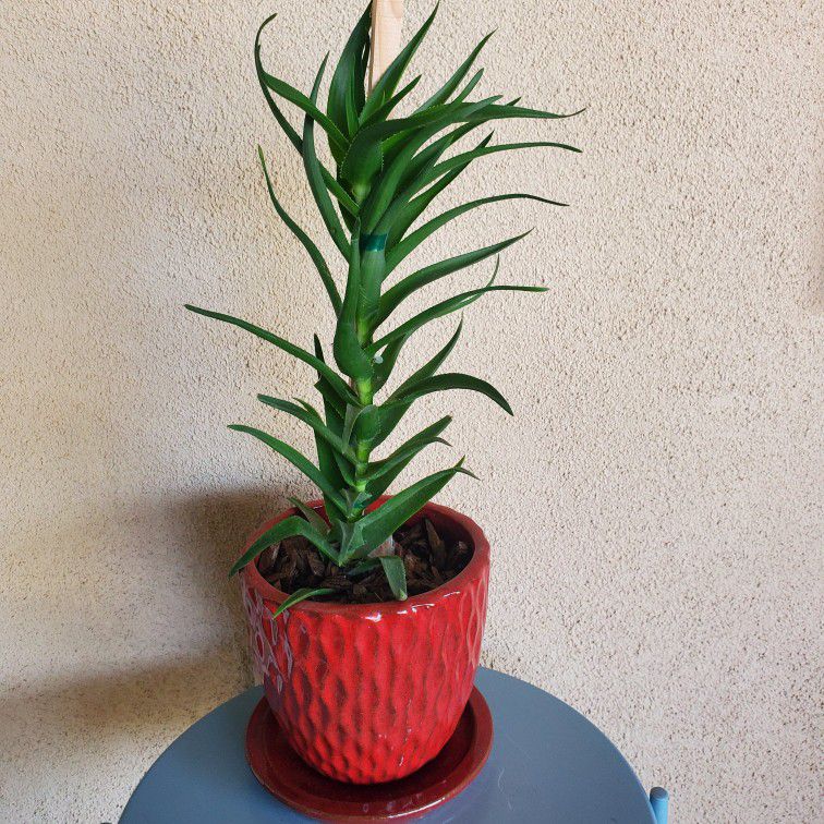 26" High Climbing Aloe In Ceramic Pot.