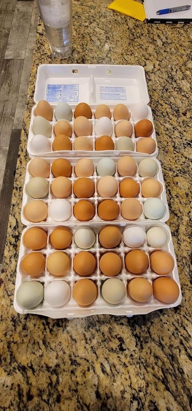 Free Range Organic Eggs!