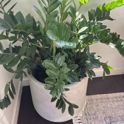 Indoor Potted Plants - Healthy & Nice Pots
