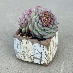 Succulents plants 🪴 （Echeveria 'Red Velvet'）