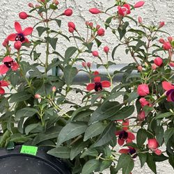 Fuchsia Flower Plant 4 Colors Hoa Lồng Đèn