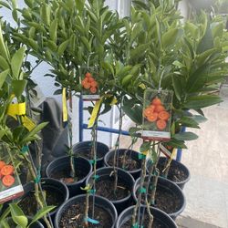 Fruit Trees