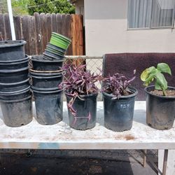 Plants And Pots