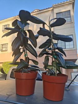 RUBBER Plant
