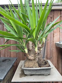Yucca Glauca Bonsai Plant