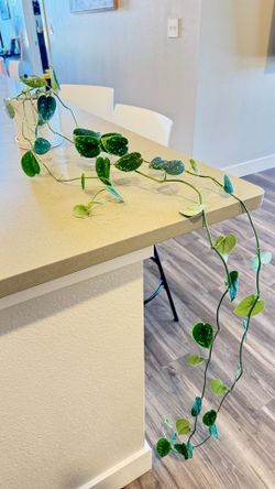 Healthy Satin Pothos