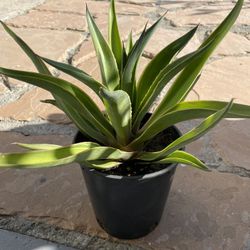 Agave Desmittiana Variegata.