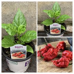 Insanely Hot Carolina Reaper Spicy 🌶️ Peppers Chili Pepper Veggie Vegetable Garden Live Plants