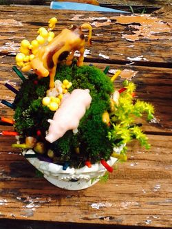 Micro Fairy Garden...Live Moss and Plants