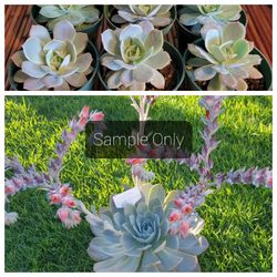 Lilacina Echeveria Succulent Plant 