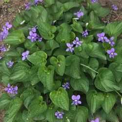 Outdoor Flowers - VIOLETS 