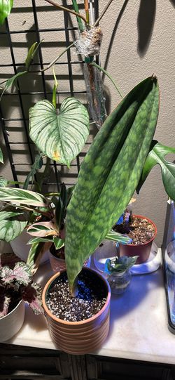 Whale Fin Snake Plant (Sansevieria)