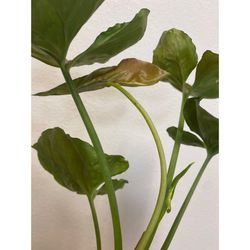 Syngonium podophyllum or Arrow Head Plant