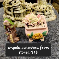 PLANT SALE THIS WEEK IN SAN LORENZO..SKYLINE SUCCULENTS OF SAN LORENZO