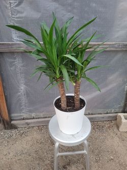 Spineless Yucca Plant 10" Nursery Pot