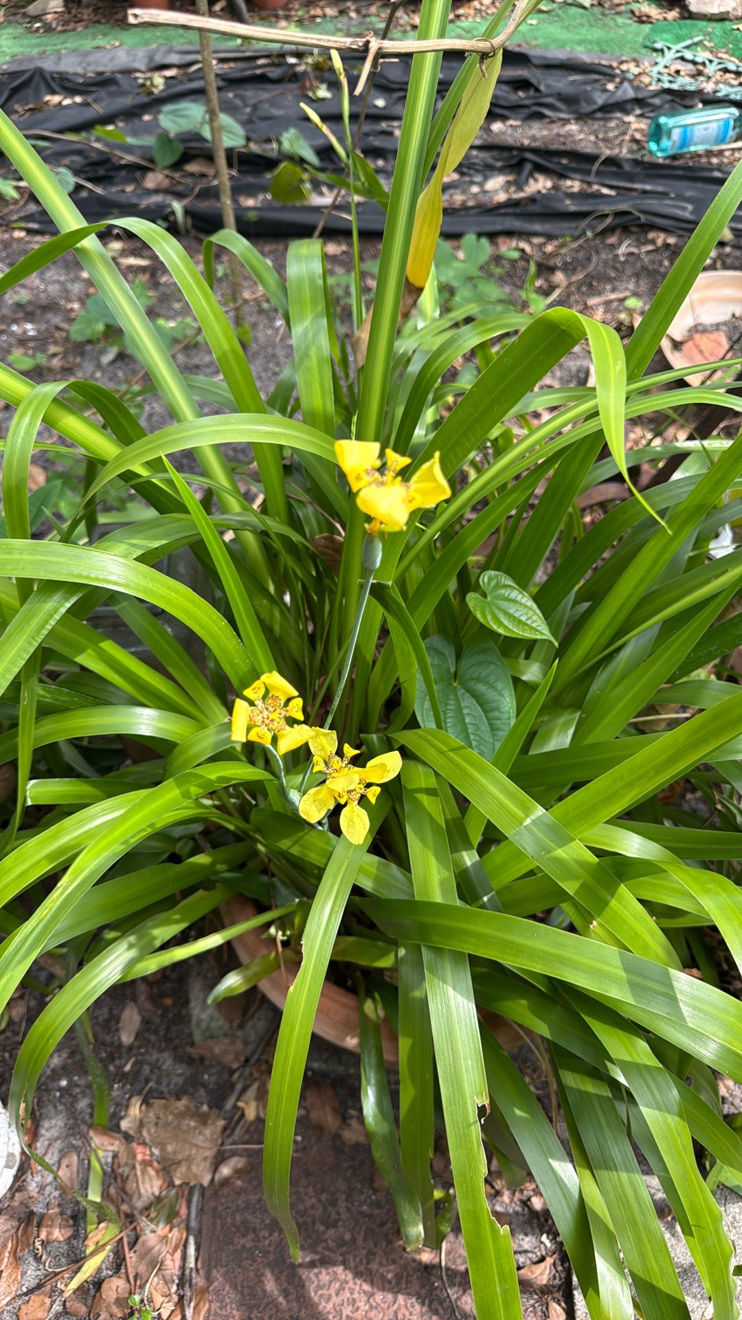Walking Iris Plant