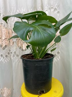 10” inches pot monstera