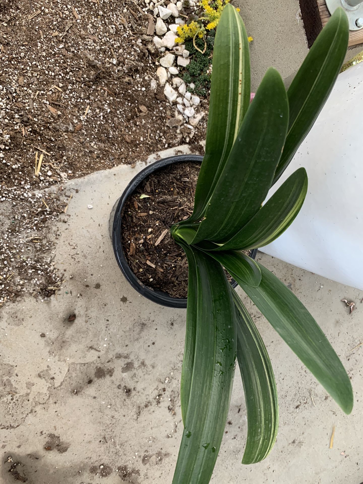 Variegated Clivia Miniata for Sale in Vista, CA - OfferUp