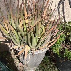 Aloe Vera Plant