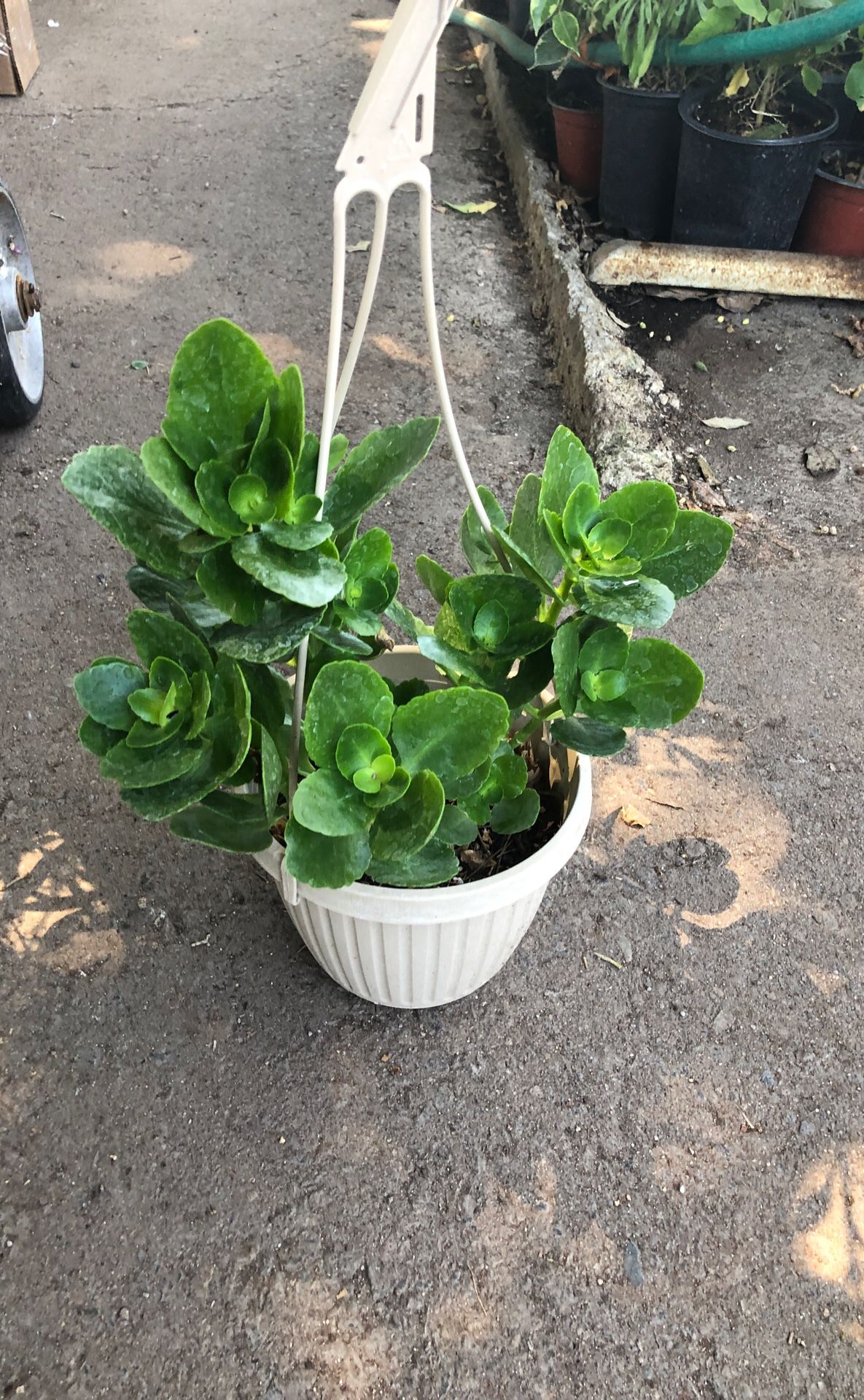 Kalanchoes plant in 6 in pot on sale