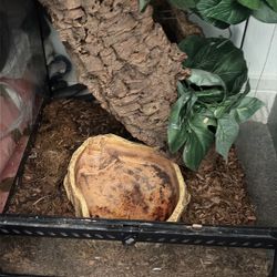 Exo Terra 18x18x18 Lizard Reptile Tank  Shoot Me An Offer