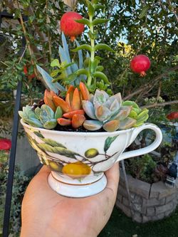 Gorgeous Succulent Arrangement in a very beautiful tea cup
