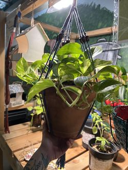 Gorgeous golden pothos with handmade macrame hanging  ppot