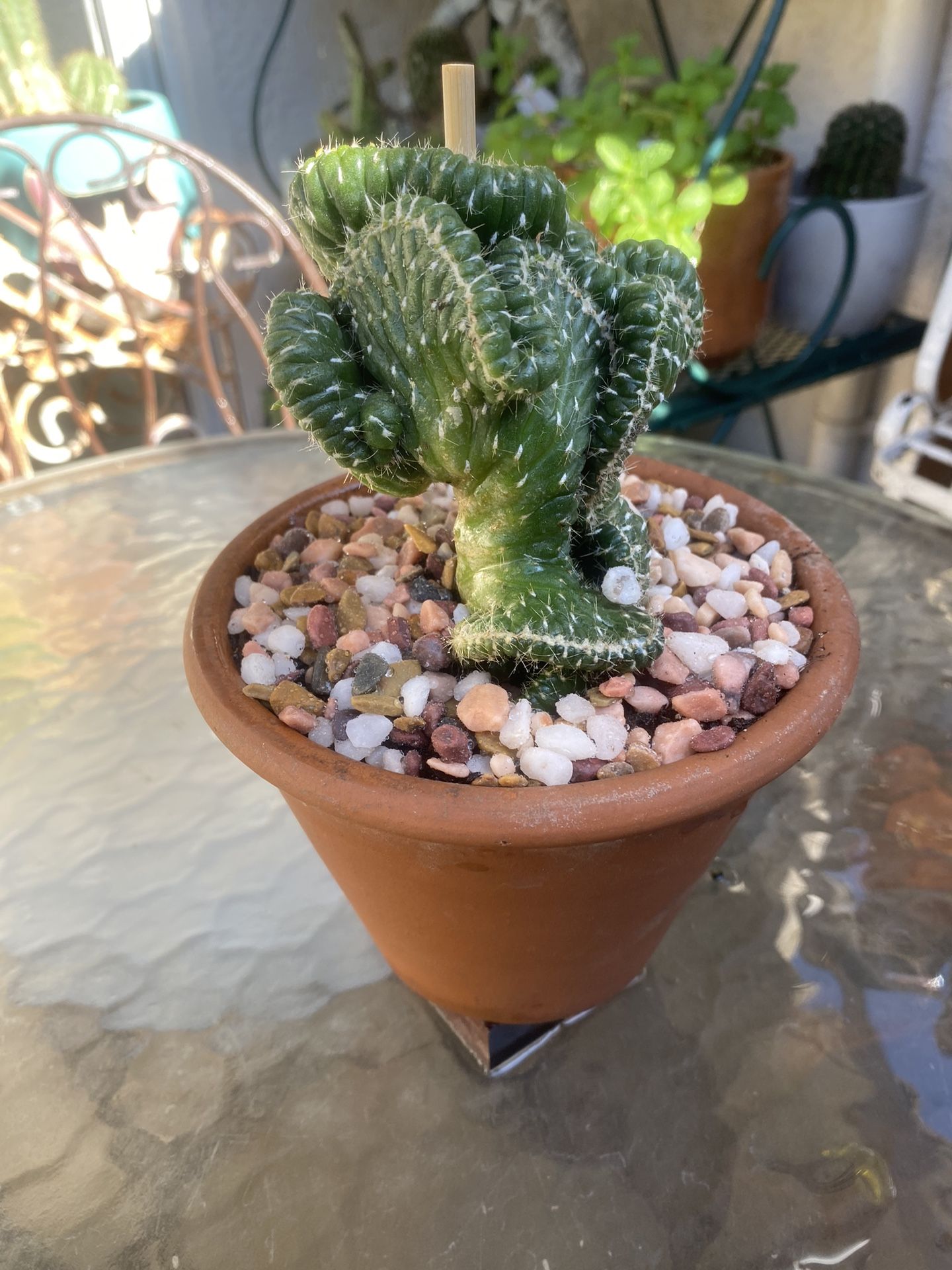 Crested Cactus In Clay Pot 