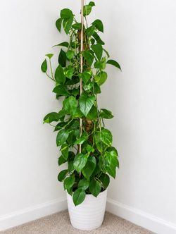 More than 2 feet Large pothos to moss pole