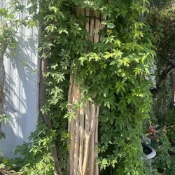 Cactus Plants, And Lots Of Them For Sale Some Are 12 -15 Feet High