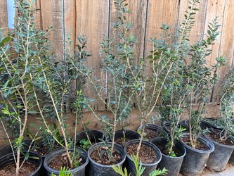Olive Trees 2 foot tall $20 each Olive Trees 2 foot tall $20 each