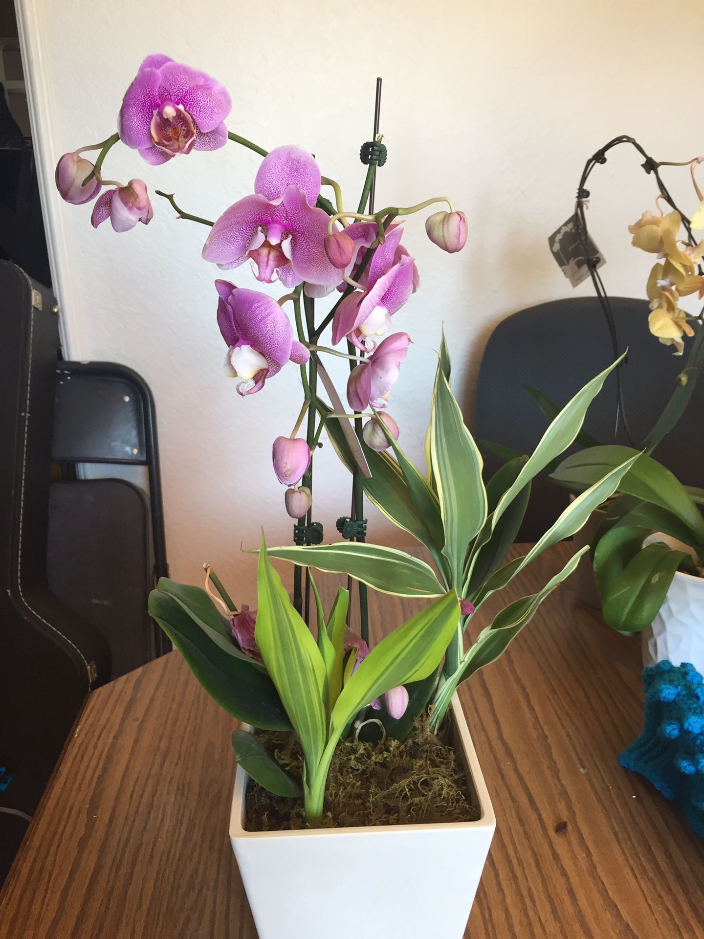 Purple Orchids & Two Other Plants REAL