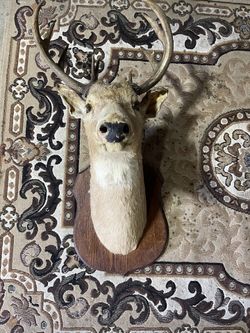 Deer Head