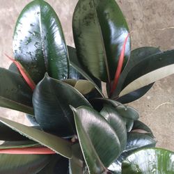 Rubber Plant 