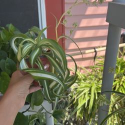 Curly Spider And Reverse Spider Small Rooted Plant 