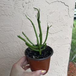 Euphorbia tirucalli Pencil Cactus Plant In A Pot