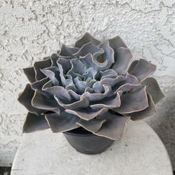 6 Inch Pot Succulent Plant - Ghost Echeveria -  Echeveria Lilacina Kimnach & Moran - Rooted & Established Plant- Drought resistant - 🪴 