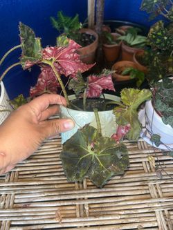 Rare begonia Rex
