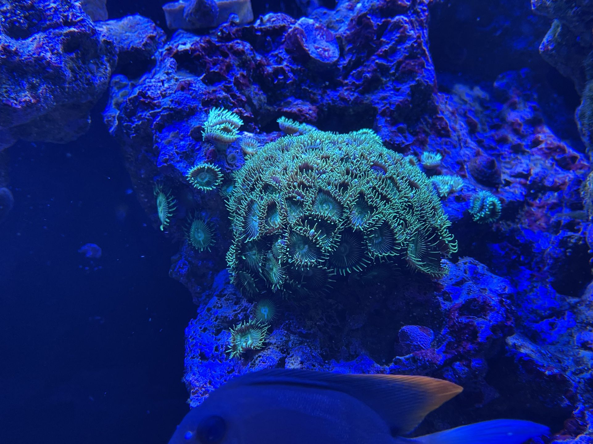 Dragon Eye Zoa Zoanthid Colony LPS coral