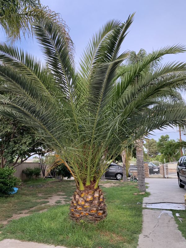 pineapple tree price