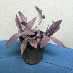Purple Heart Plant 